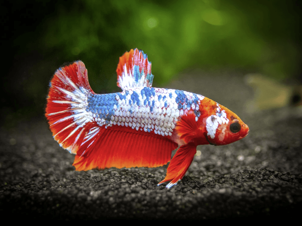 Đặc điểm của Betta Plakat