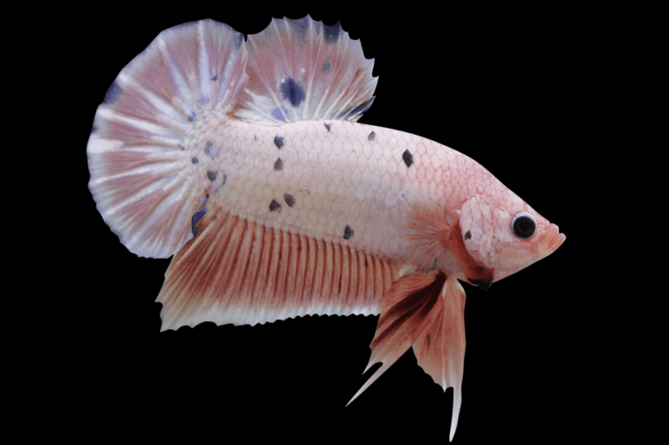 Dòng cá Betta Plakat