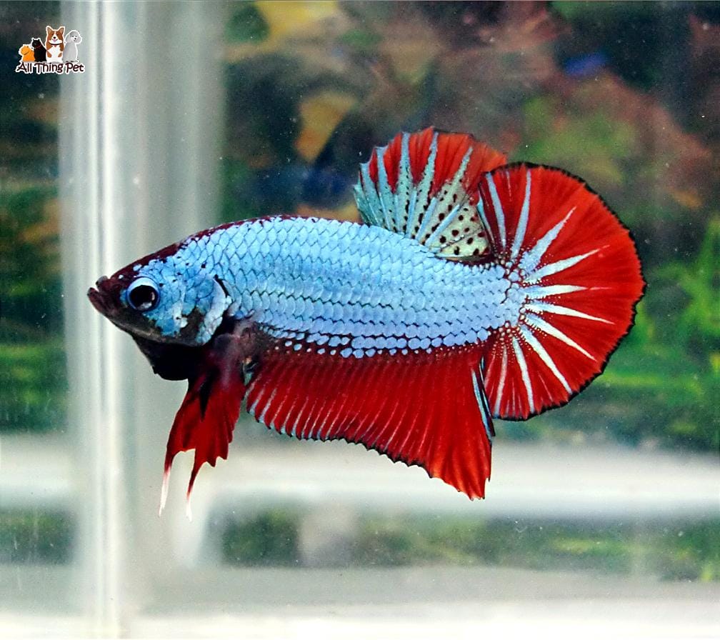 Giới thiệu về đặc điểm của dòng cá Betta Plakat độc lạ