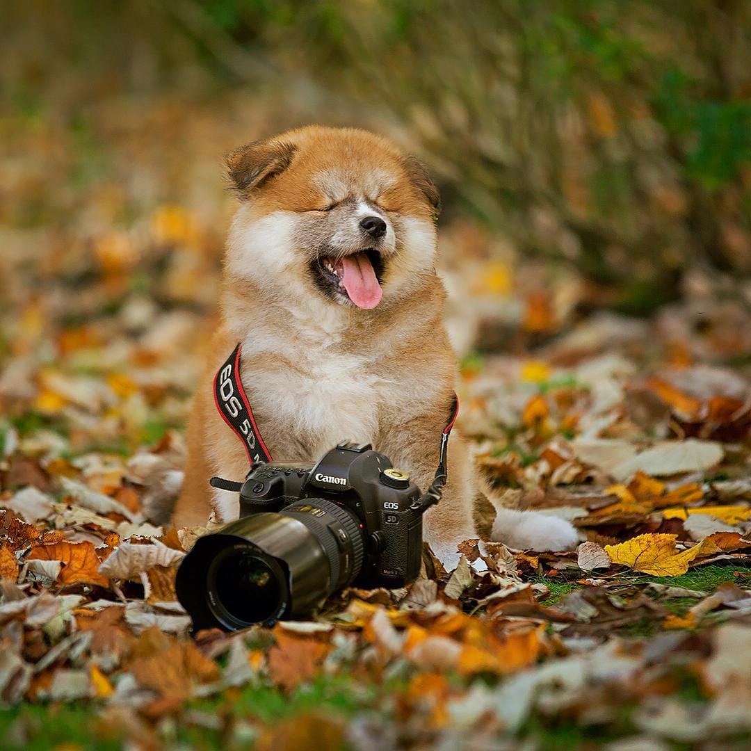 Nguồn gốc của giống chó Akita Inu Nhật Bản