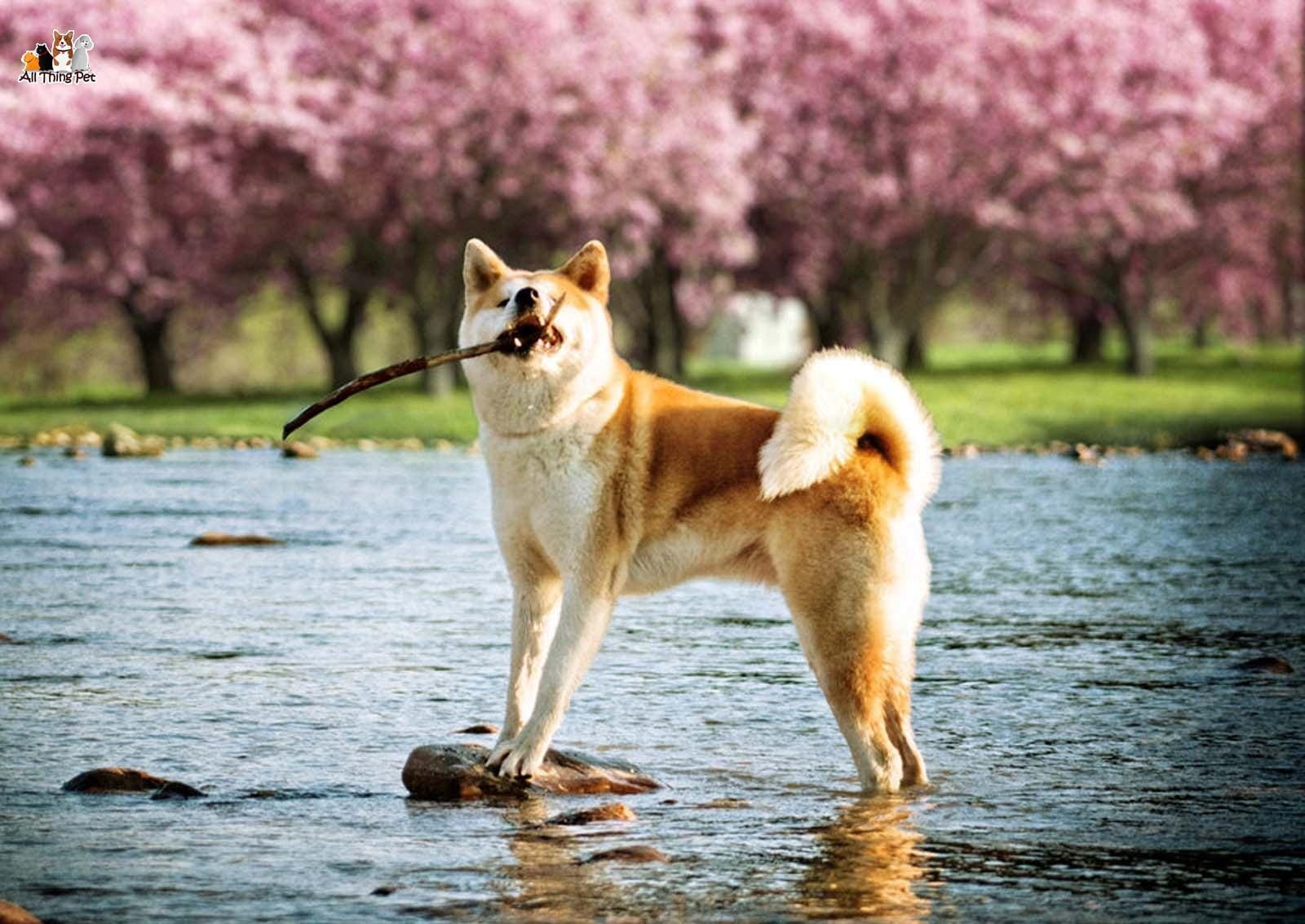 Giống chó Akita Inu – Quốc khuyển tinh anh của Nhật Bản