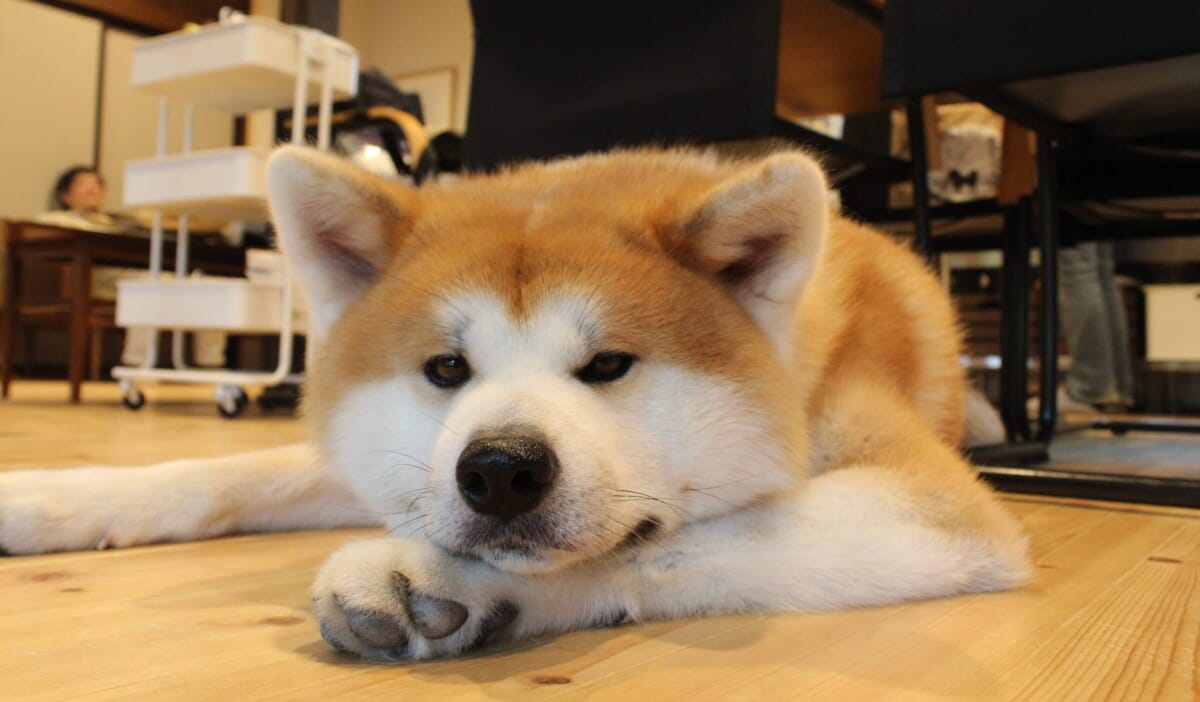 Ngoại hình của giống chó Akita Nhật thuần chủng