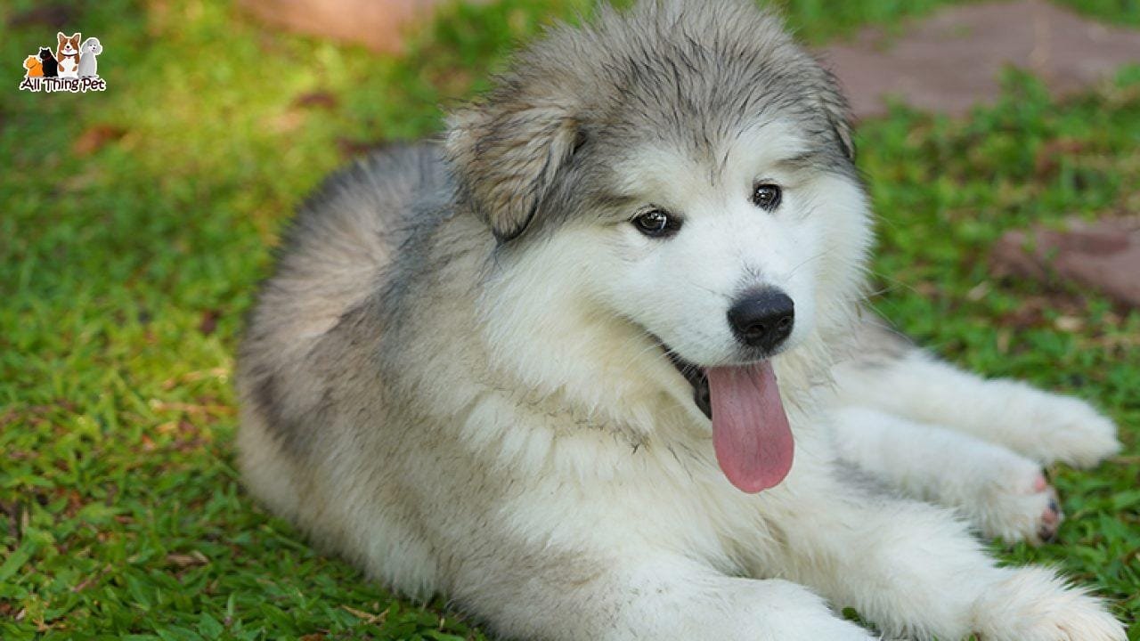 Giống chó Alaska sở hữu vẻ đẹp vạn người mê mẩn