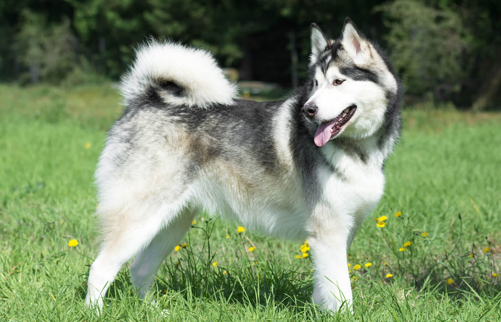 Các giống chó Alaskan Malamute phổ biến trên Thế Giới