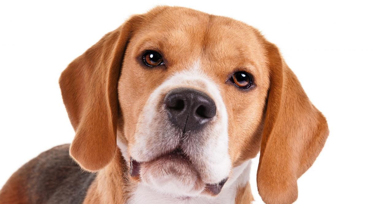 Giá giống chó Beagle trung bình 2021