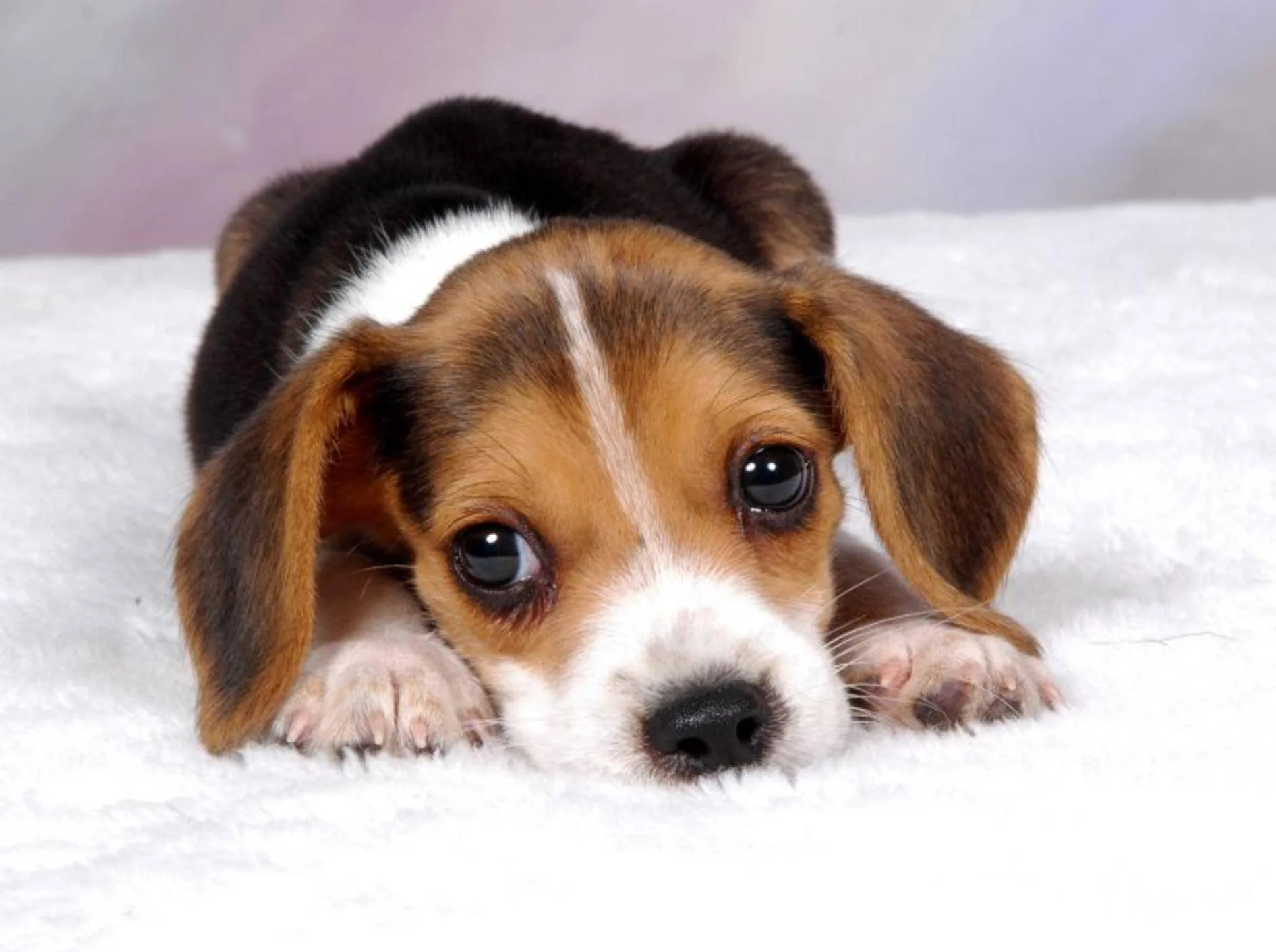 Các vấn đề sức khỏe thường gặp ở giống chó Beagle