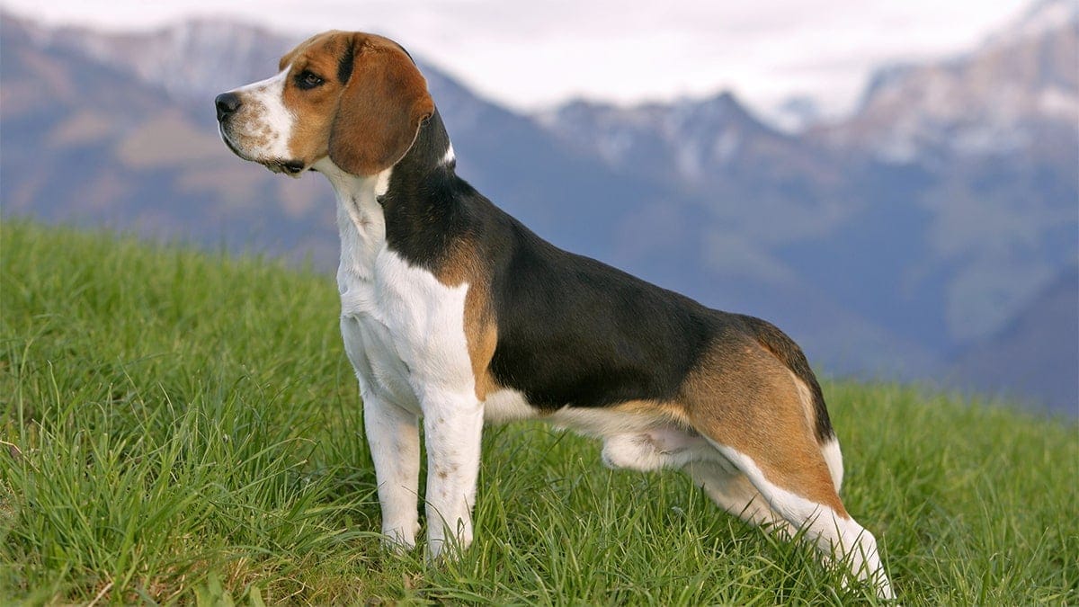 Nguồn gốc giống chó Beagle