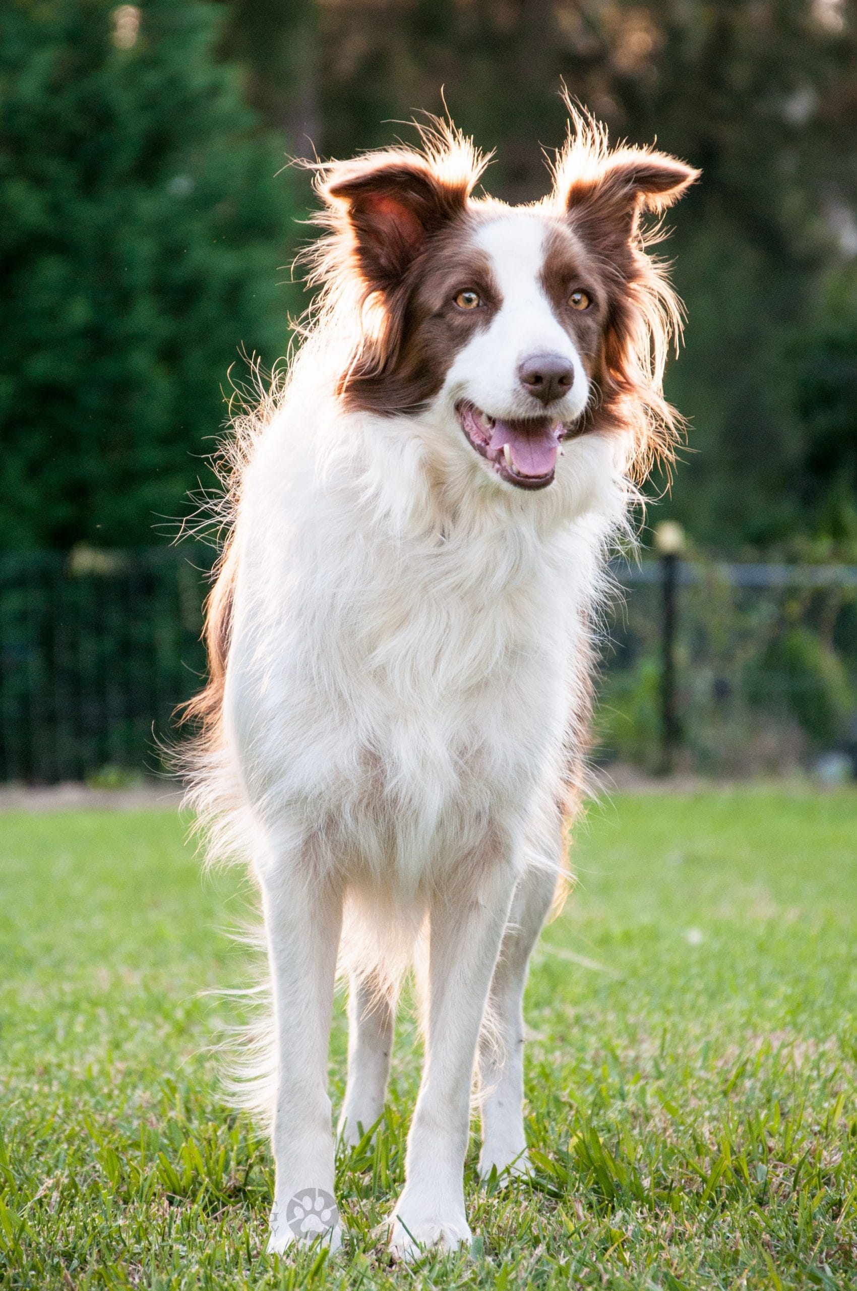 Nguồn gốc của giống chó Border Collie