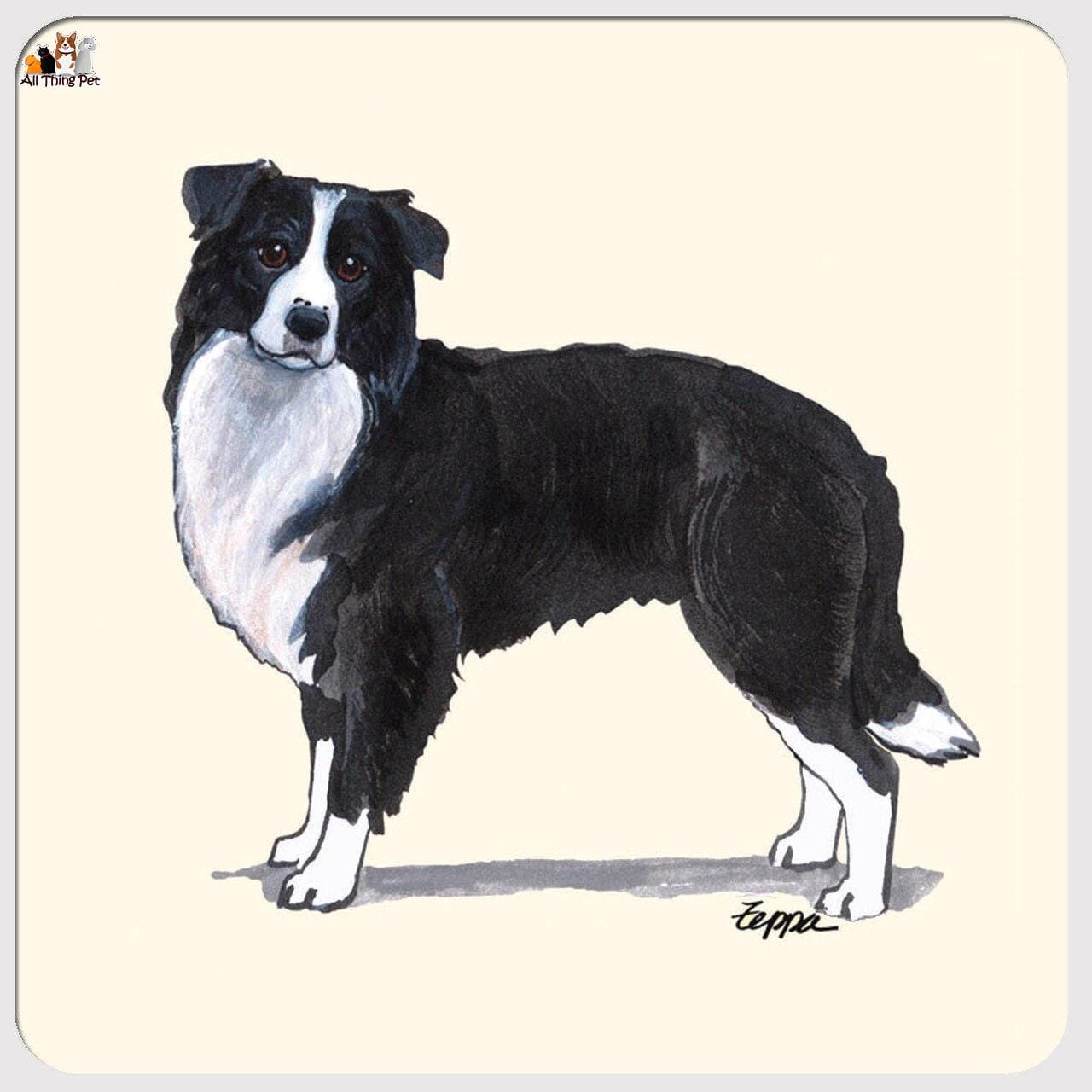 Giống chó Border Collie – Bậc thầy chăn cừu đỉnh cao