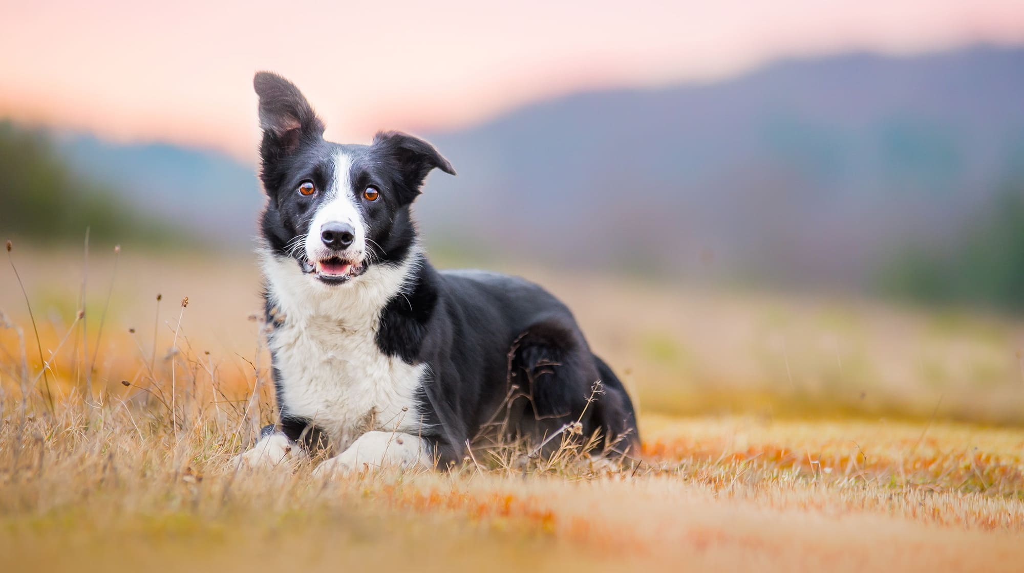 Các loại chó Border Collie