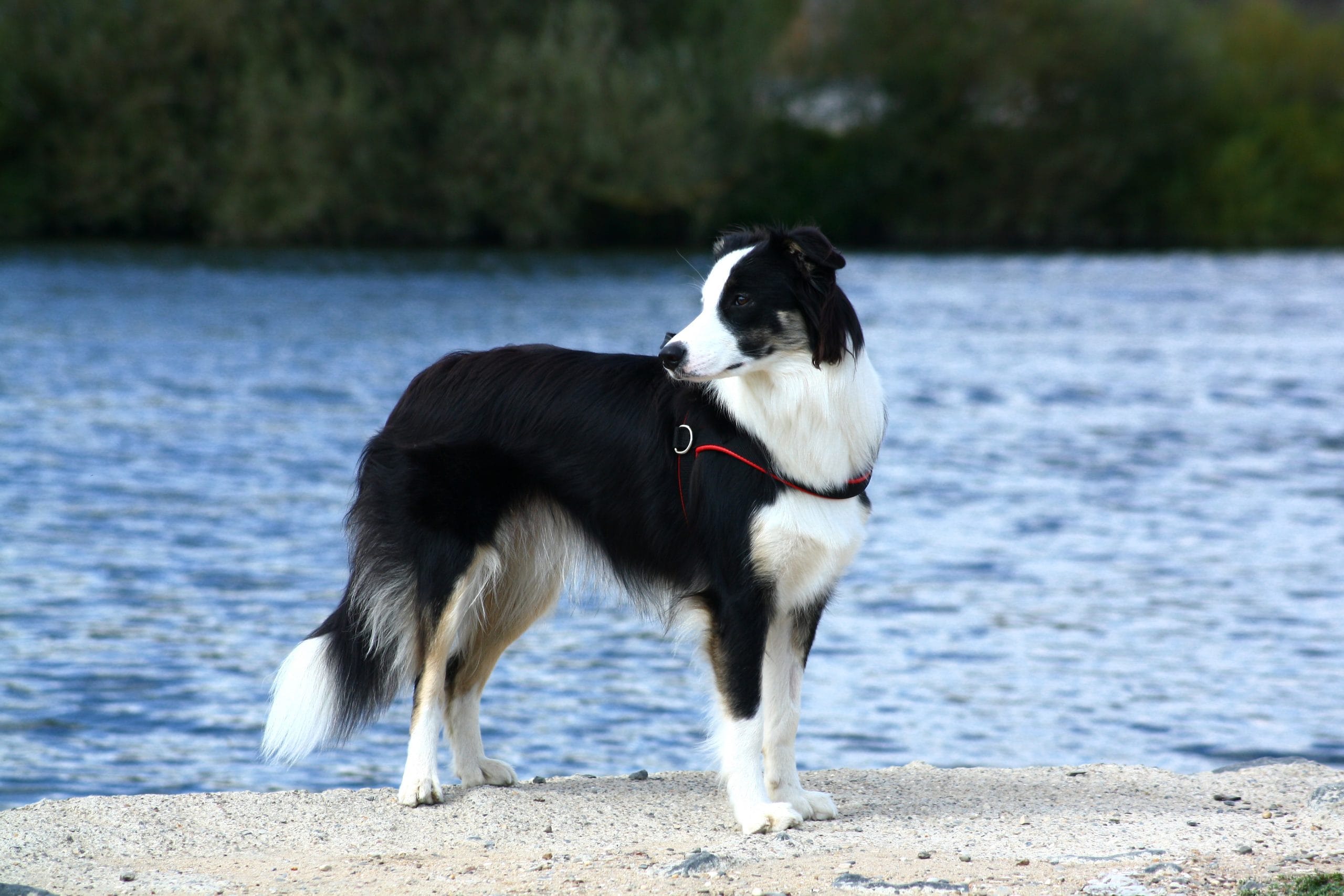 Các lưu ý trong việc nuôi dạy giống chó Border Collie