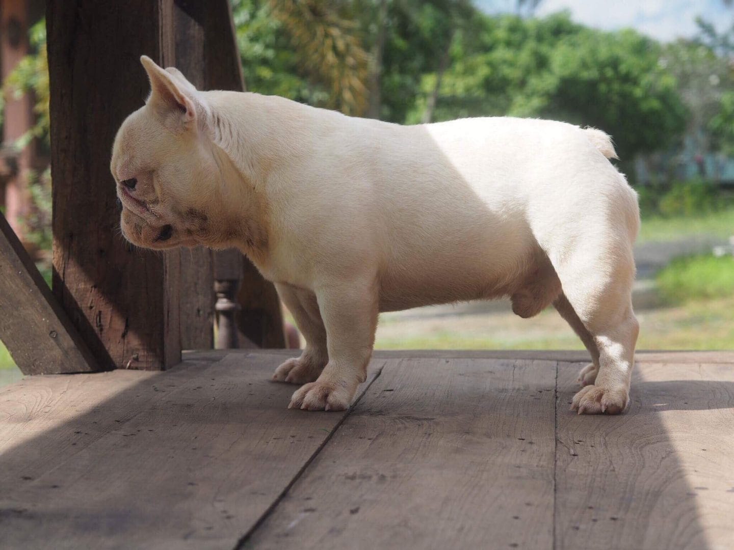 Phân biệt giống chó Bulldog Pháp và chó Boston 