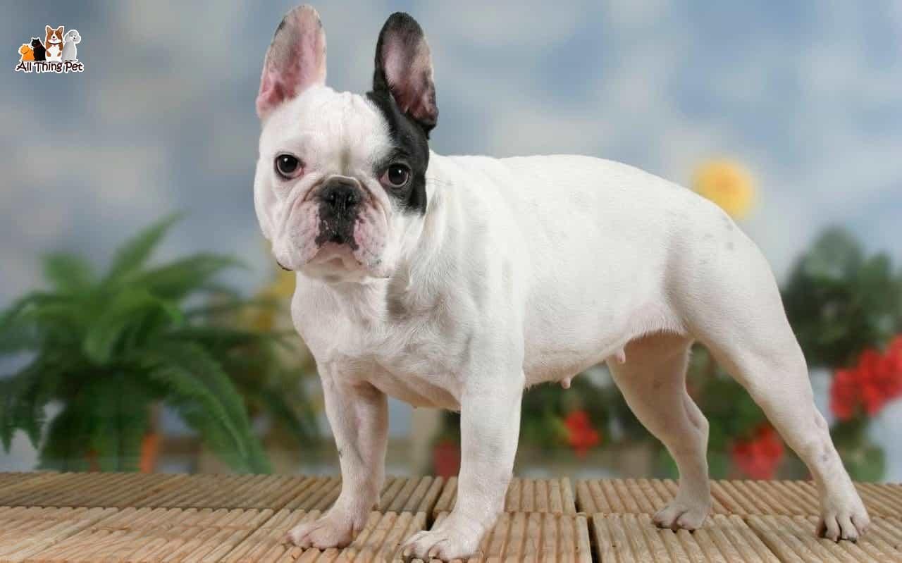 Giống chó Bulldog Pháp – Mãnh thú nhỏ bé đáng yêu và lanh lợi