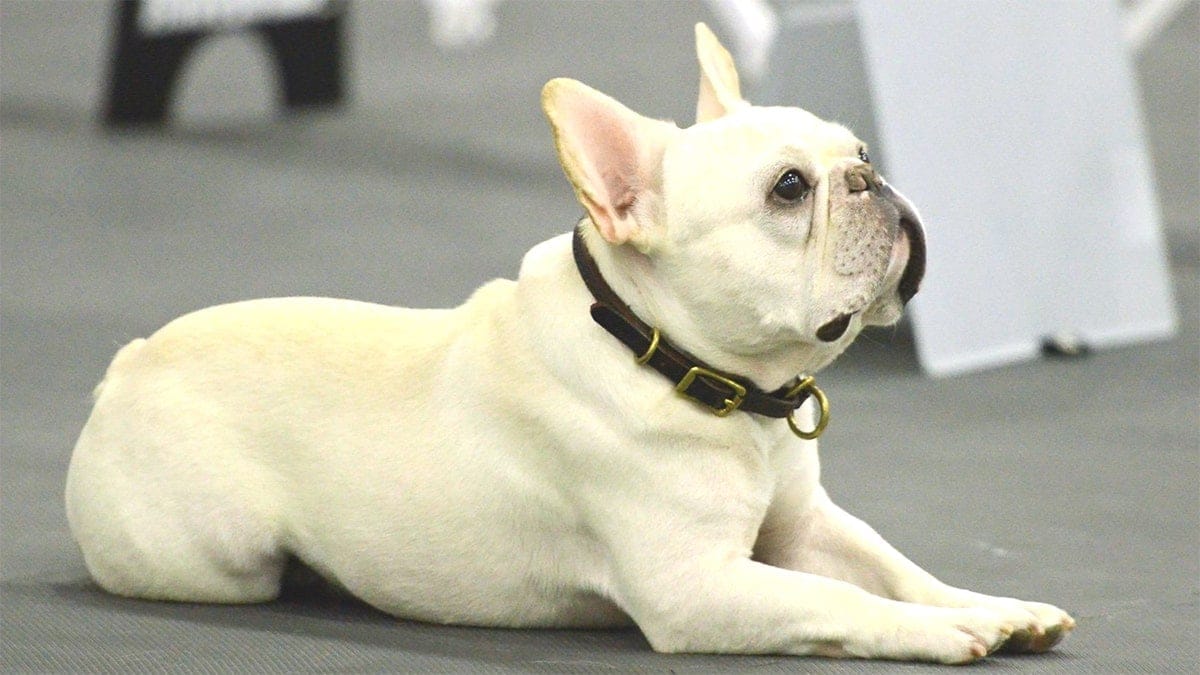 Nguồn gốc giống chó Bulldog Pháp