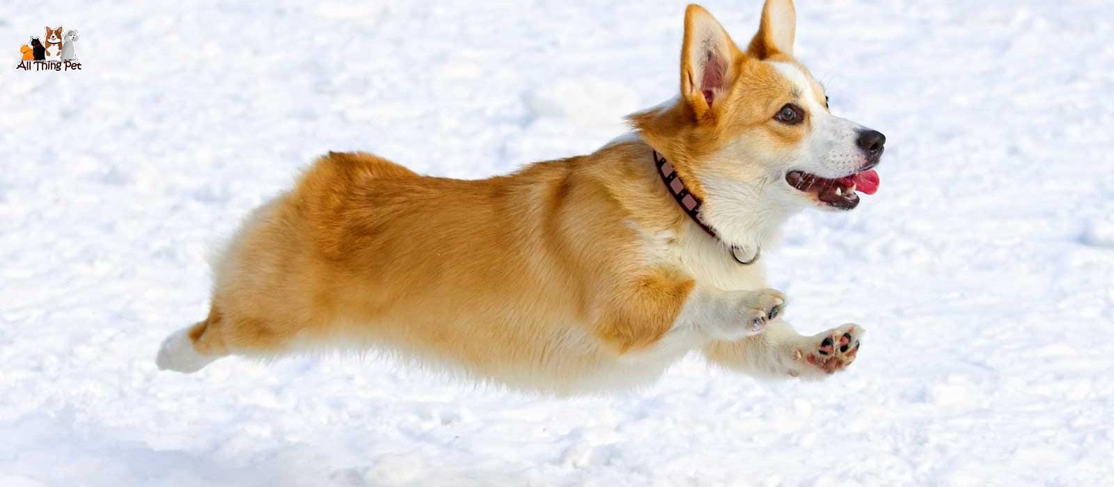 Giống chó Corgi – Cậu bé Anh Quốc chân ngắn đáng yêu
