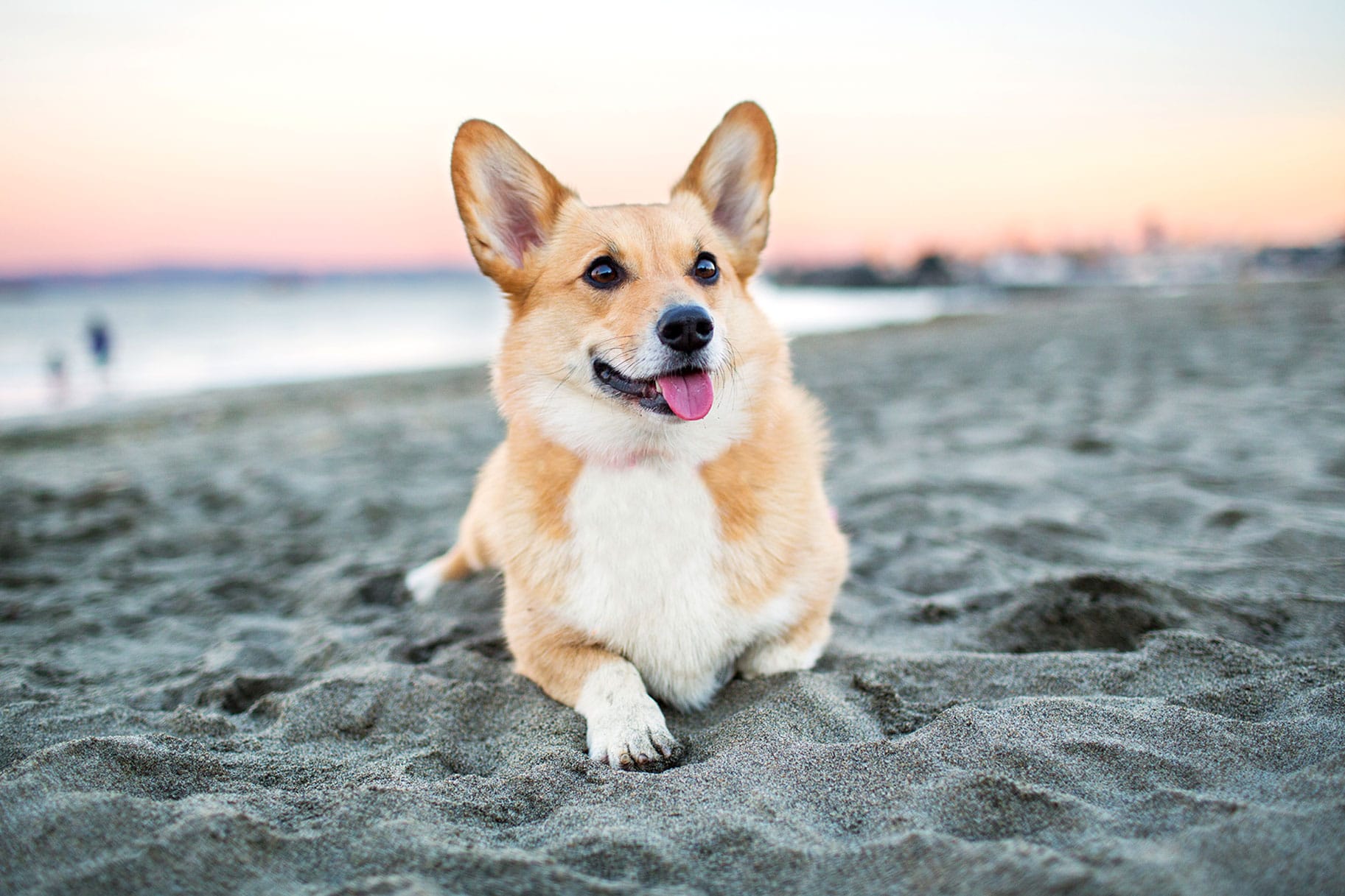 Nguồn gốc của giống chó Corgi