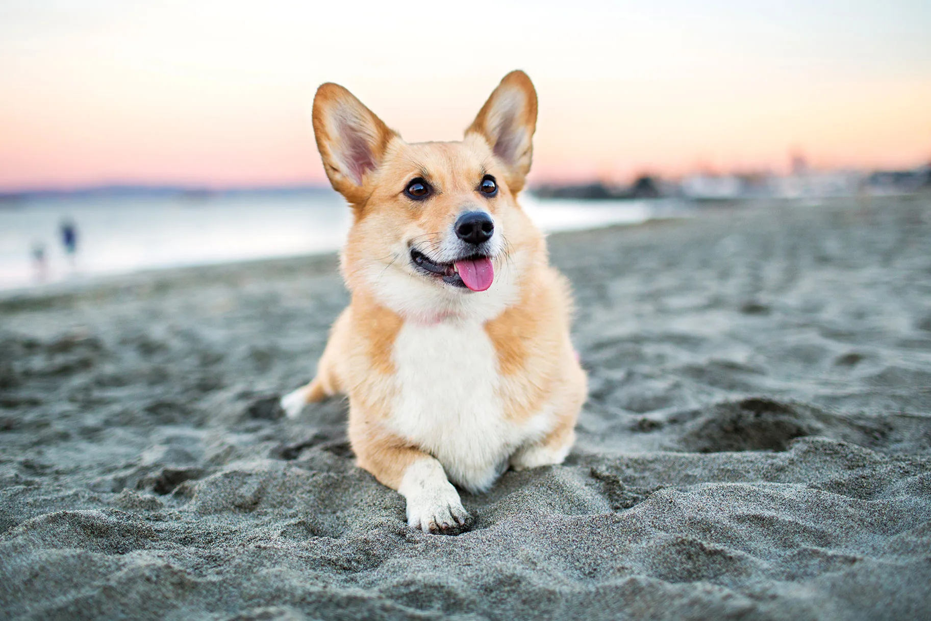 Nguồn gốc của giống chó Corgi