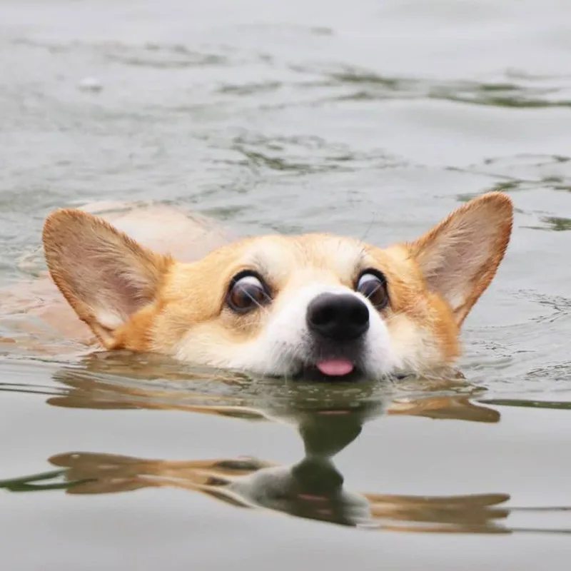 Những chú chó Corgi cực kỳ tinh nghịch.