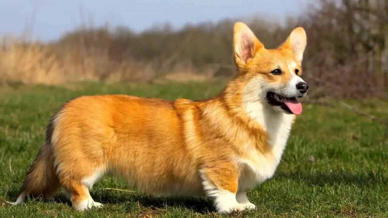 Các vấn đề sức khỏe thường gặp ở giống chó Corgi 