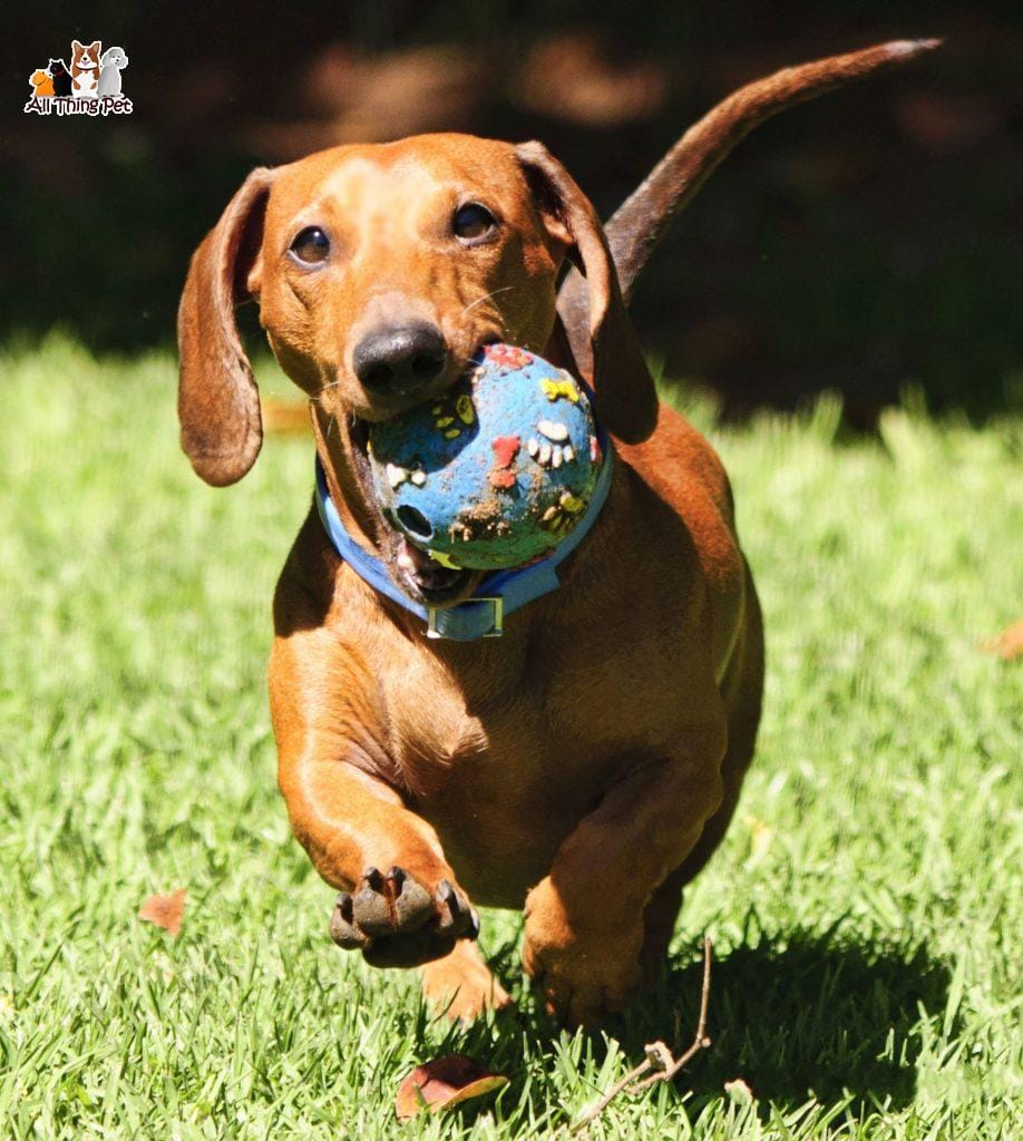 Giống chó Dachshund – Khúc lạp xưởng di động đáng yêu nhất hành tinh