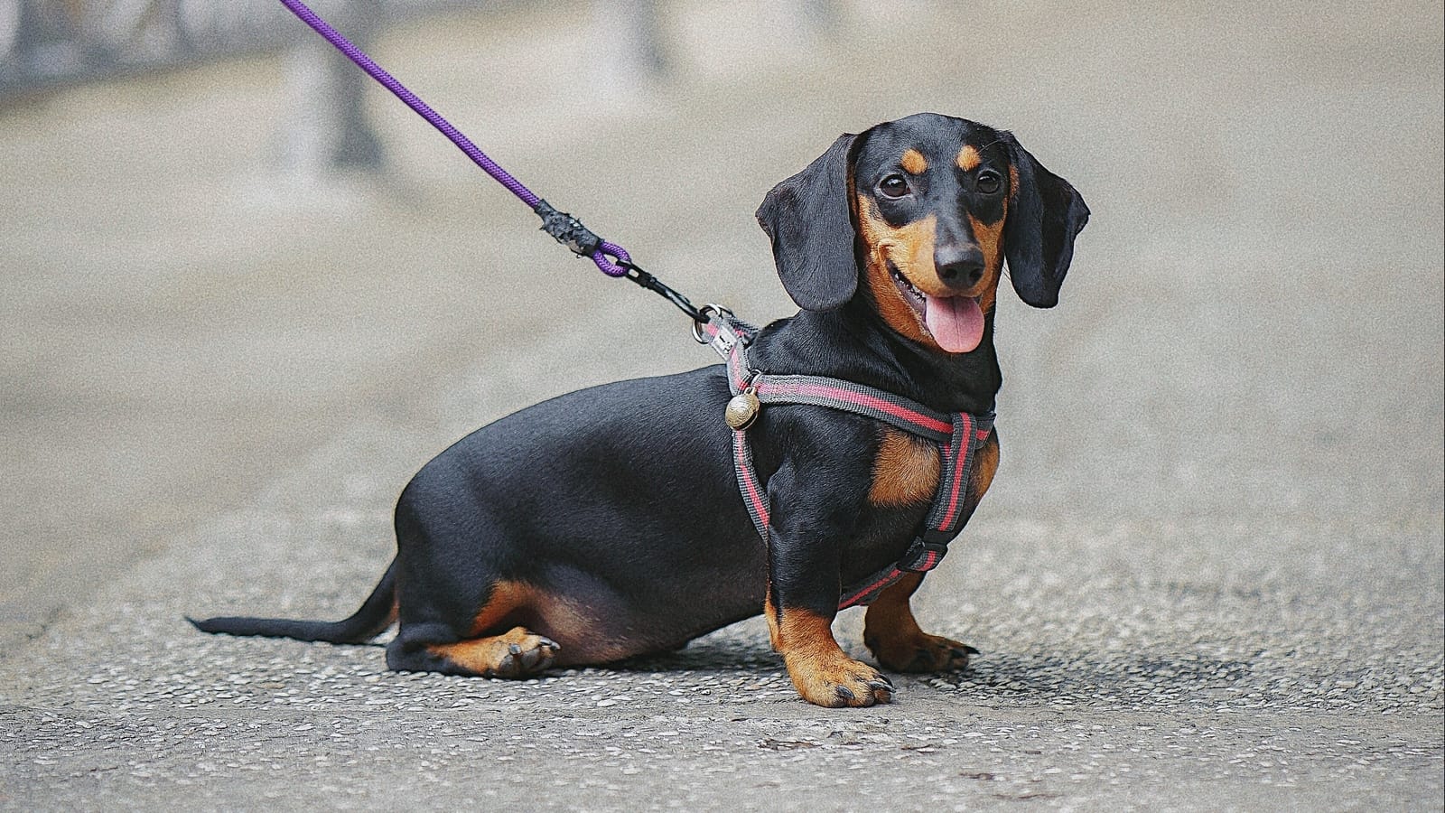 Nguồn gốc xuất xứ của giống chó Dachshund là ở Đức