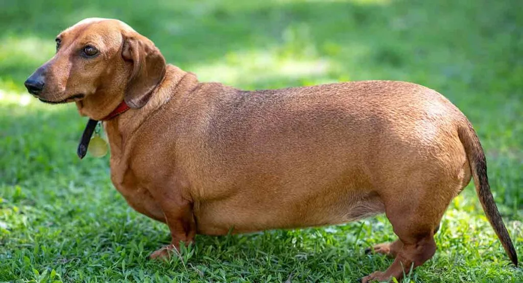 Chó lạp xưởng rất dễ bị béo phì
