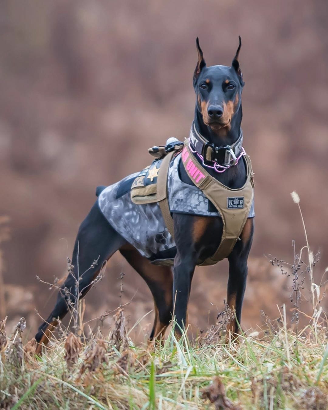 Nguồn gốc của giống chó Doberman siêu tinh nhuệ