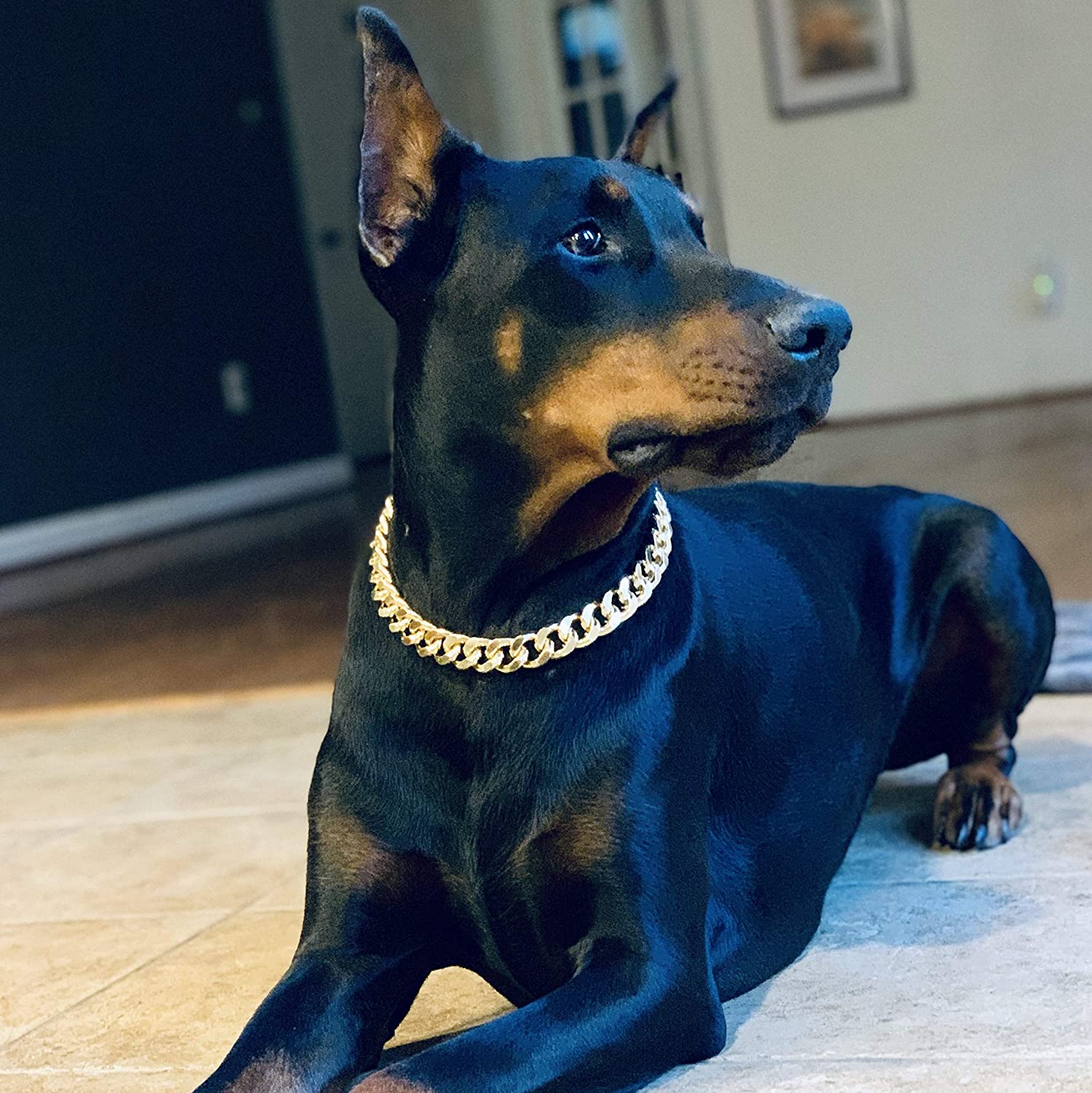 Những điều cần biết trước khi mua giống chó Doberman