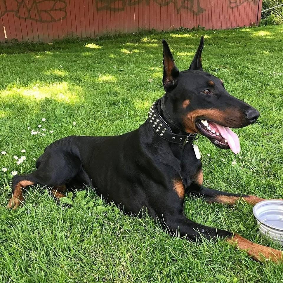 Thời điểm đạt chiều cao tối đa