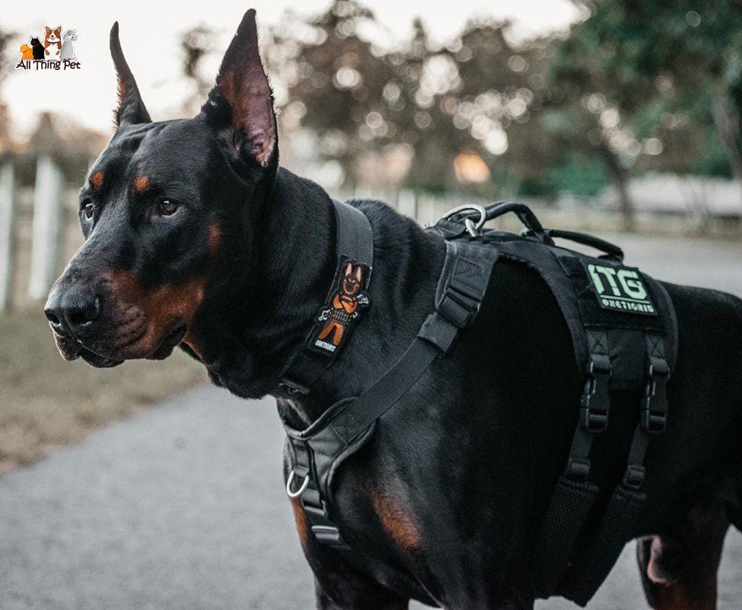 Giống chó Doberman thiện chiến – Thú cưng của các “Dân chơi”