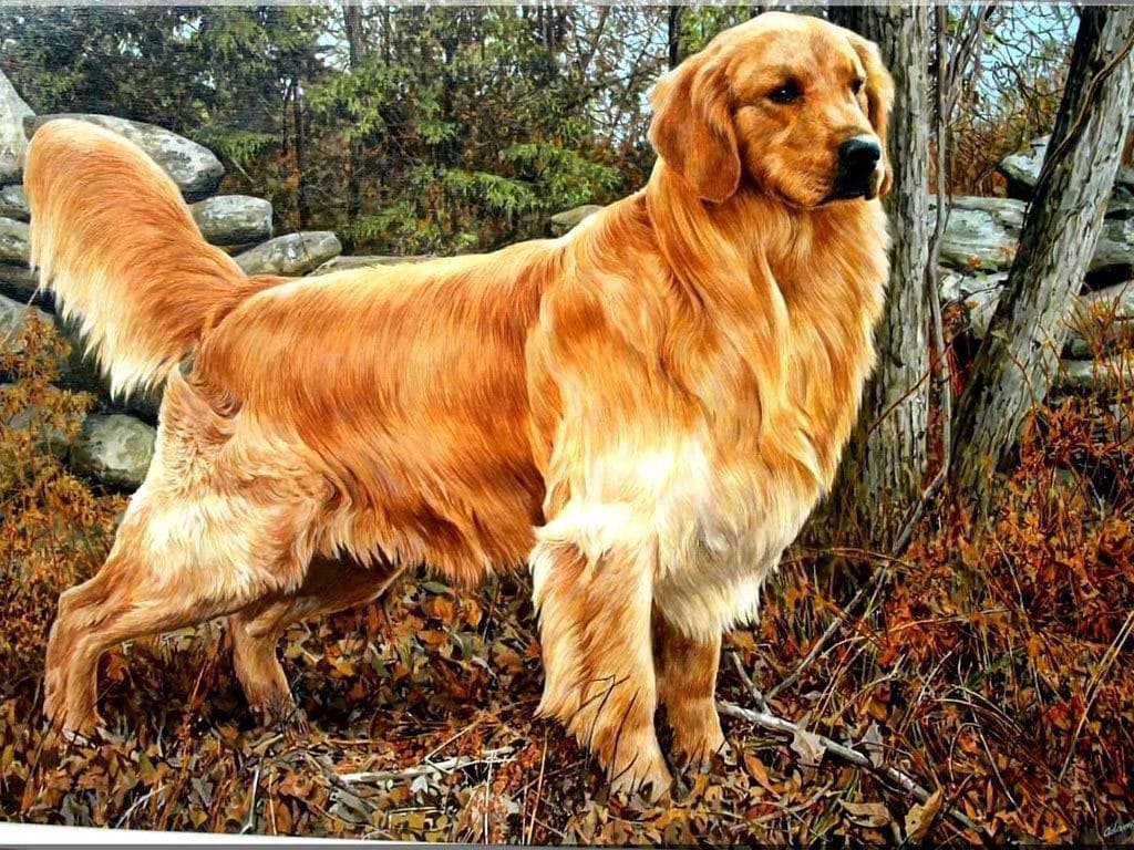 Giống chó Golden Retriever có mấy loại?