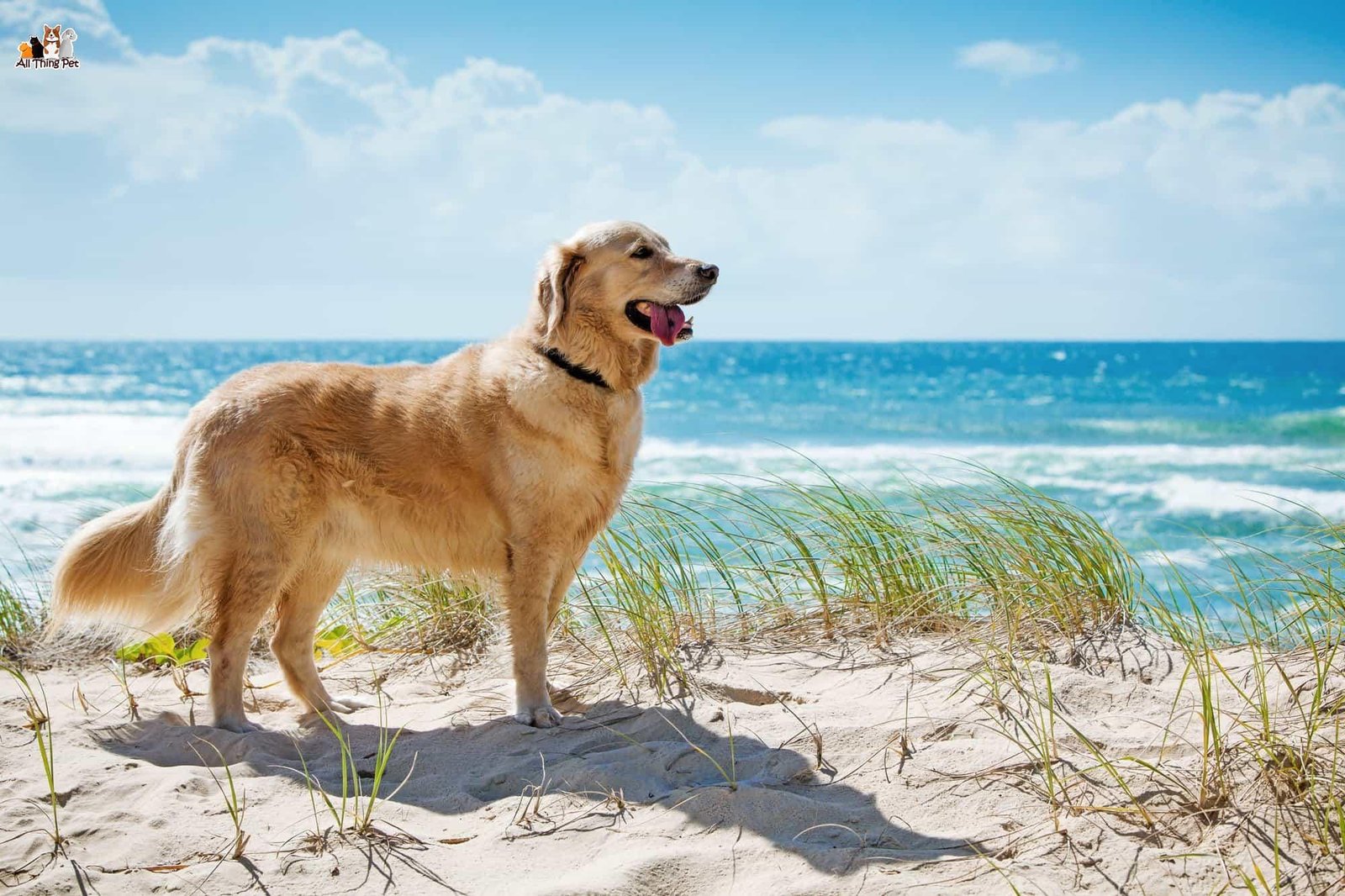 Giống chó Golden Retriever – Thú cưng “quốc dân” siêu đáng yêu