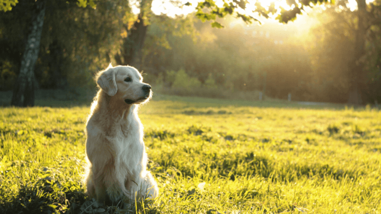 Cách nuôi chó Golden chưa chắc ai cũng biết