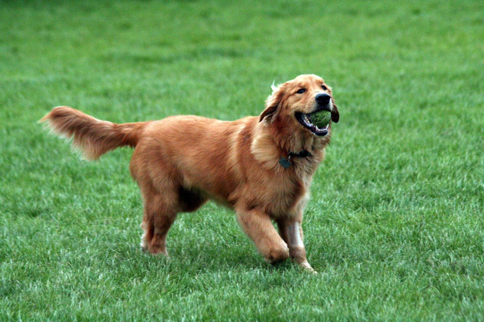Nguồn gốc của giống chó Golden Retriever