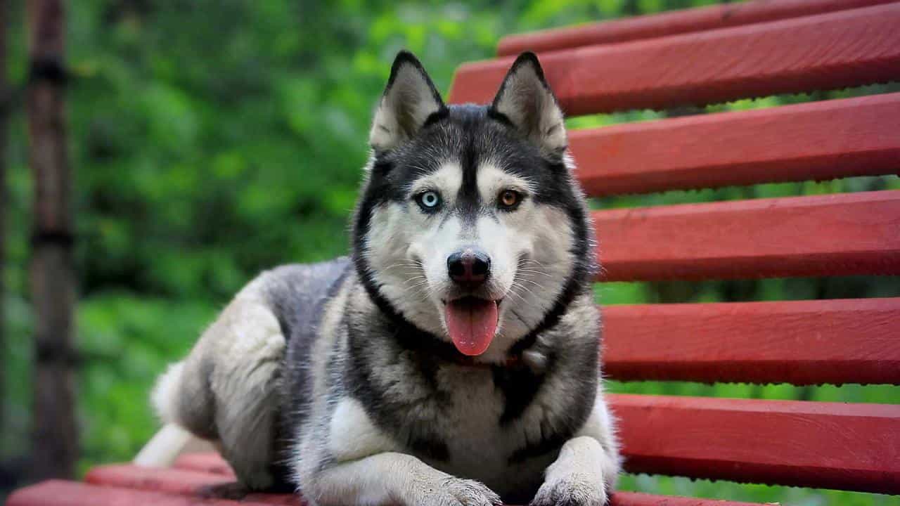 Giống chó Husky 