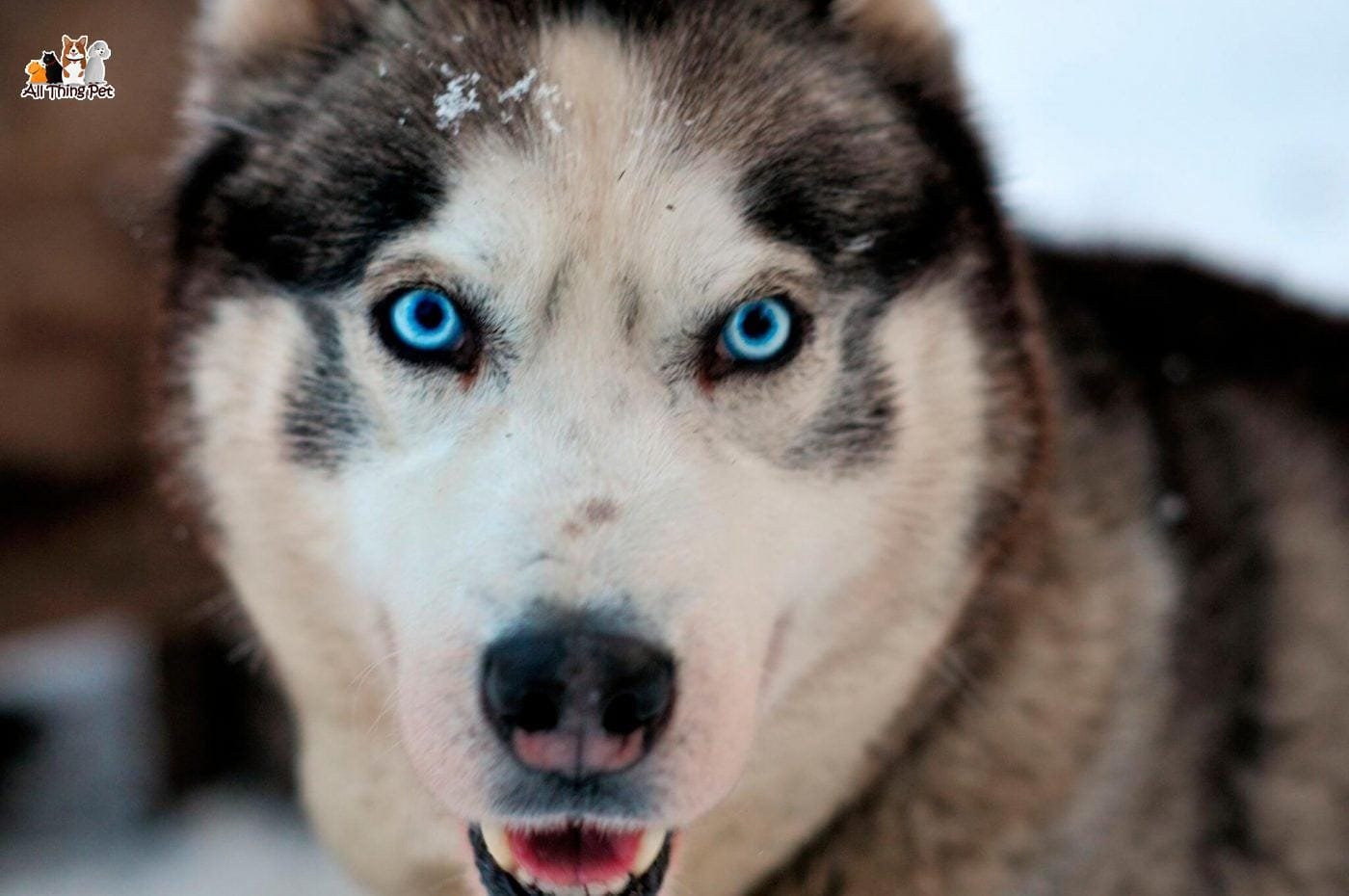 Giống chó Husky – “Gâu đần” được yêu thích nhất hành tinh