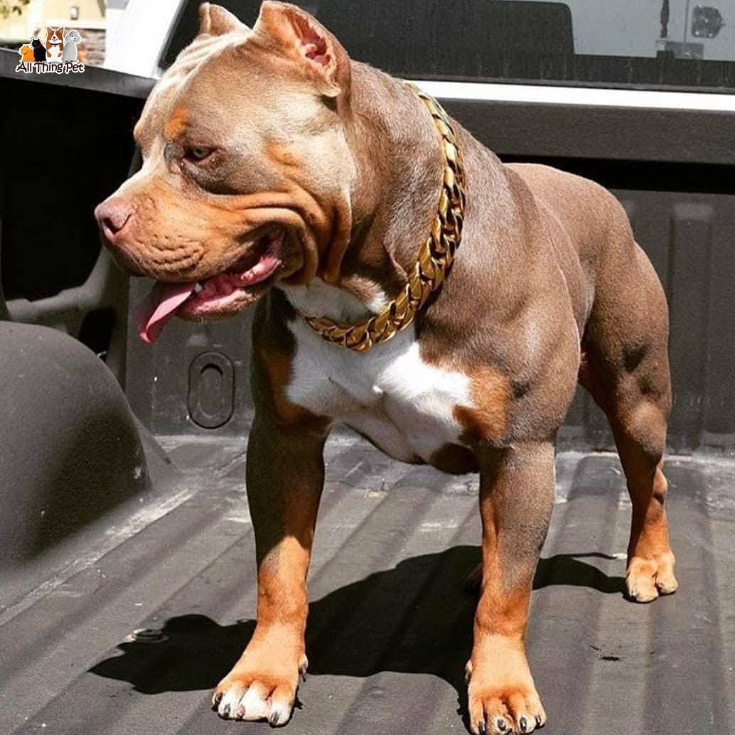 Giống chó Pitbull – Gã lực điền trong làng chó kiểng