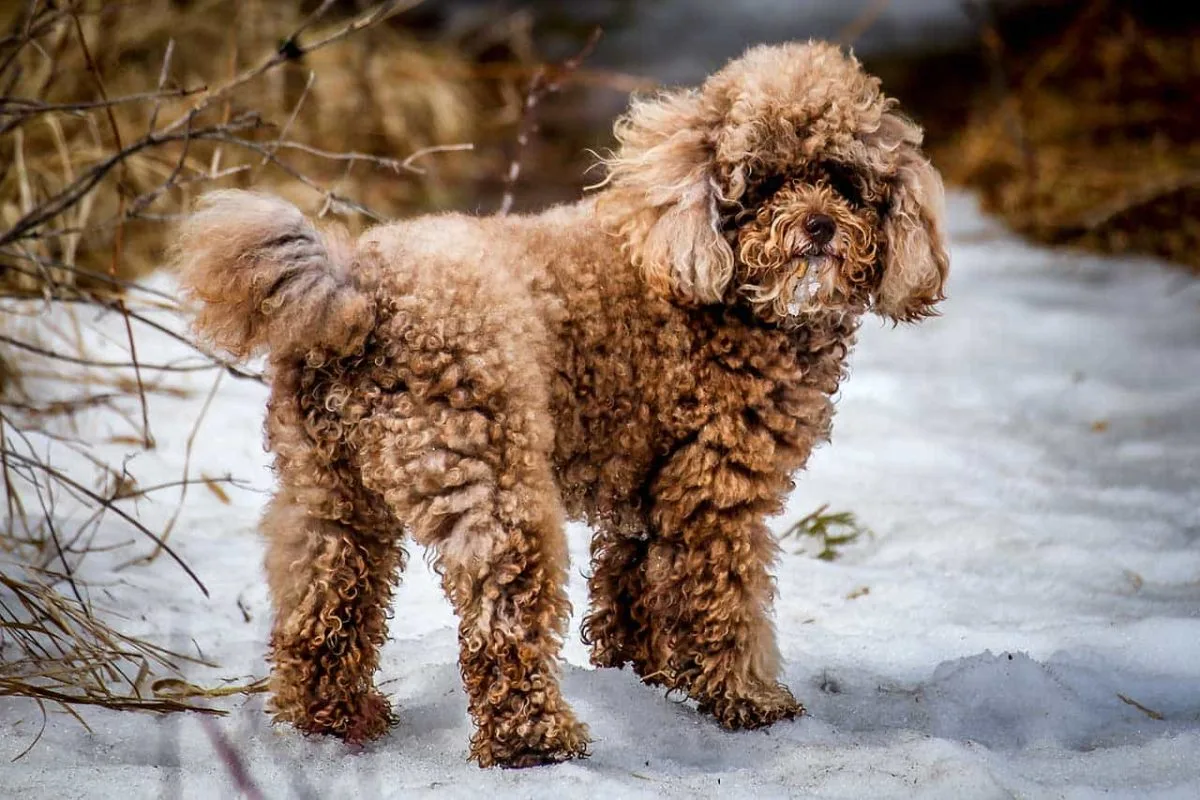 Giống chó Poodle có bao nhiêu loại?