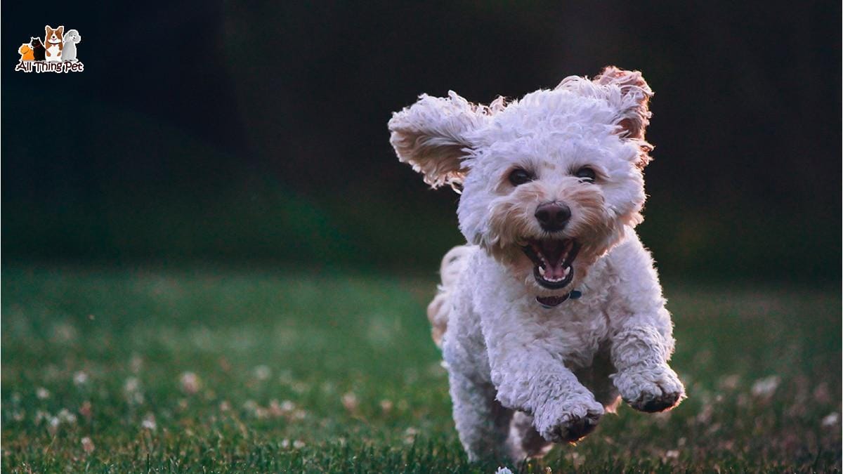 Giống chó Poodle – Cô nàng kiêu kỳ bậc nhất của thế giới thú cưng