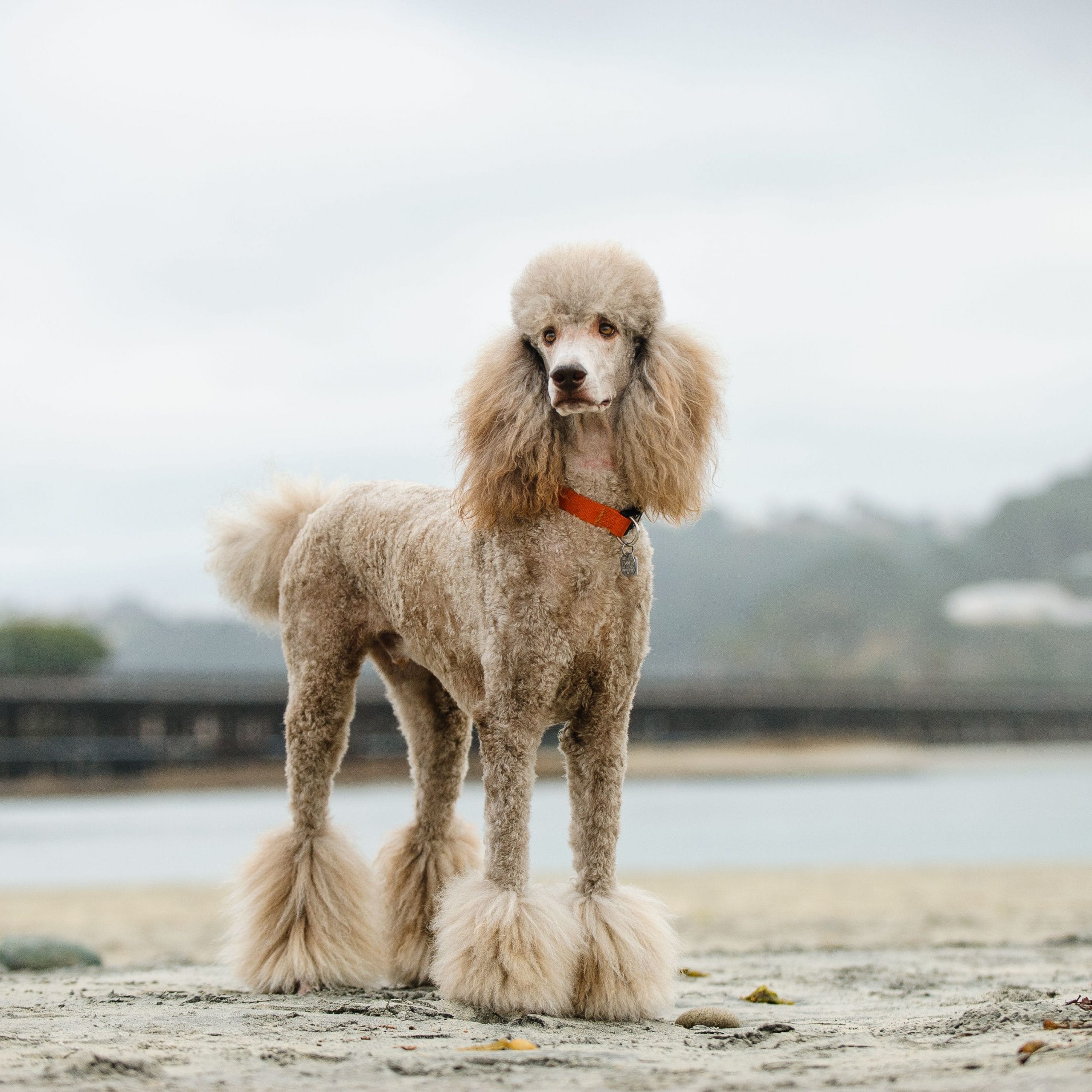 Cách nuôi dưỡng và huấn luyện giống chó Poodle