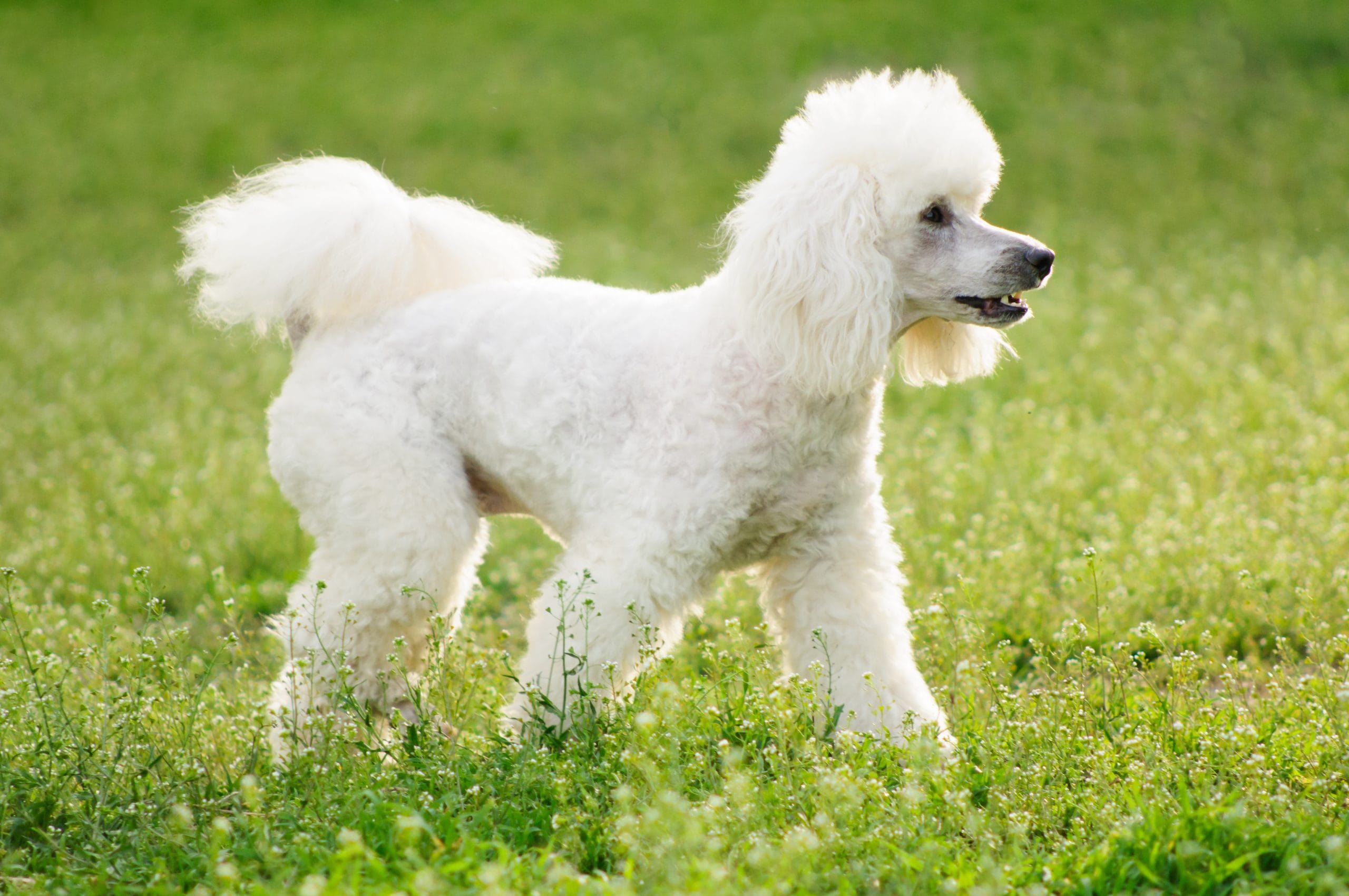 Nguồn gốc của giống chó Poodle