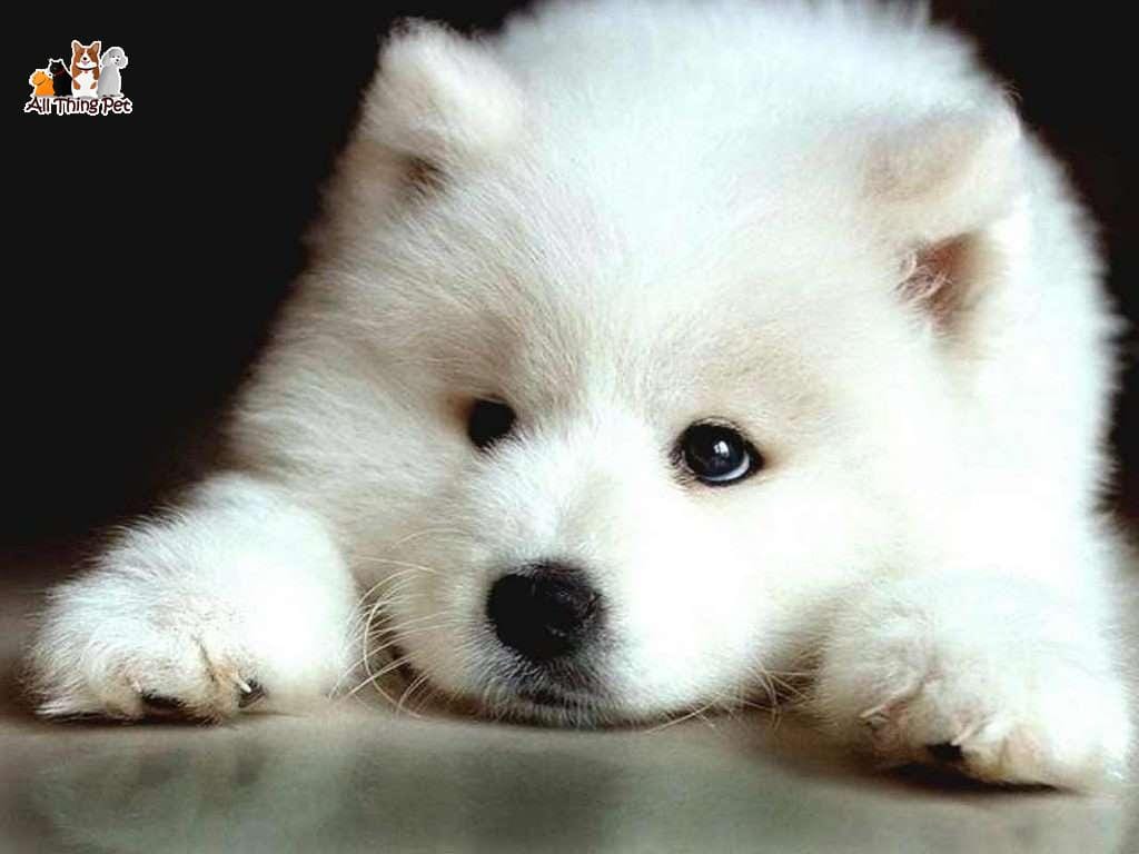 Giống chó Samoyed – Công chúa Bạch Tuyết kiêu kỳ của loài chó