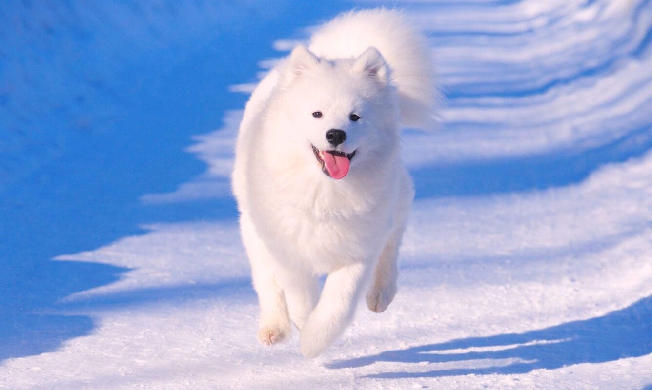 Nguồn gốc của giống chó Samoyed là ở vùng Siberia.