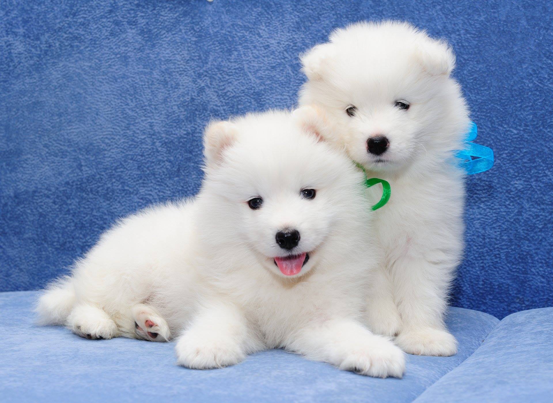 Giá trung bình cho một chú chó Samoyed khá cao