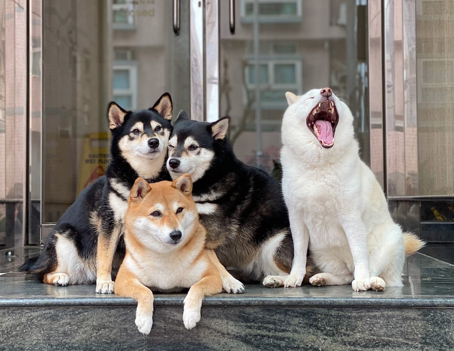 So sánh giống chó Akita và Shiba