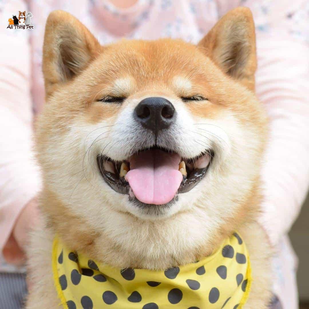 Giống chó Shiba Inu – Giống chó sống tình cảm và trung thành nhất