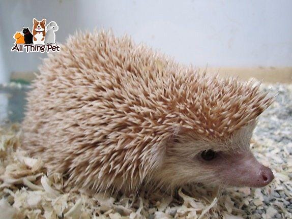 Cách giúp nhím kiểng thích nghi với môi trường sống