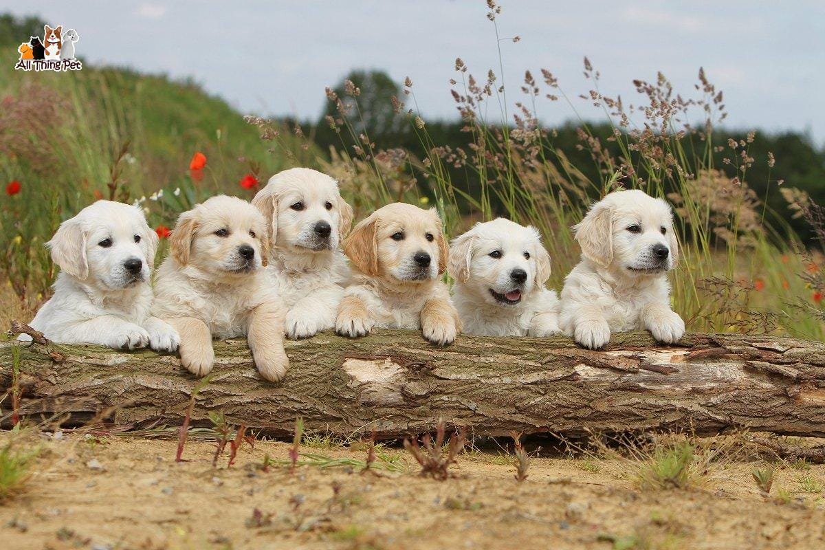 Golden Retriever-một trong những loài chó bạn nên sở hữu