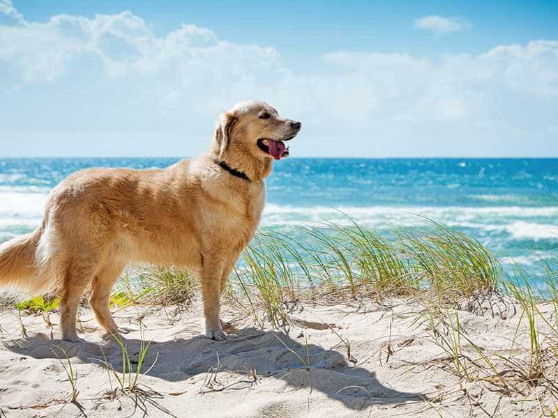 Golden Retriever rất lanh lợi, hoạt bát