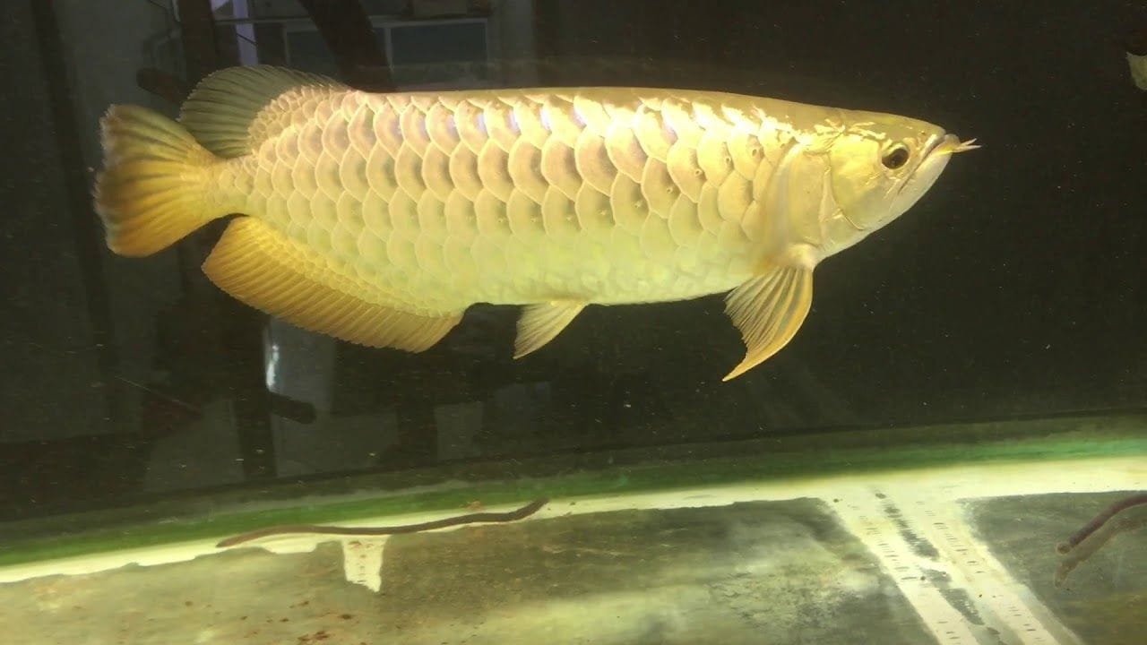 Yếu tố chăm sóc cho cá lưu ý hàng đầu là nước, sau đó mới là thức ăn